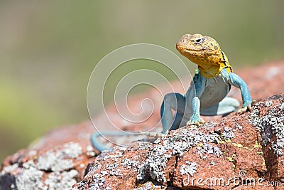 Male collared lizard Stock Photo