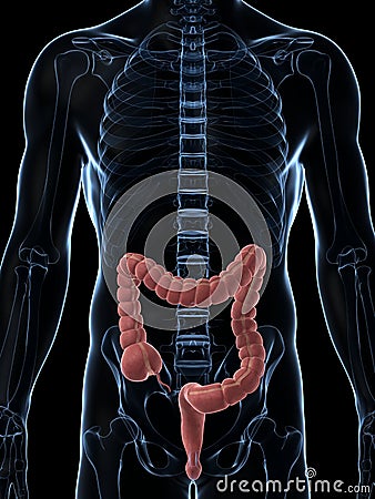 Male colon Cartoon Illustration