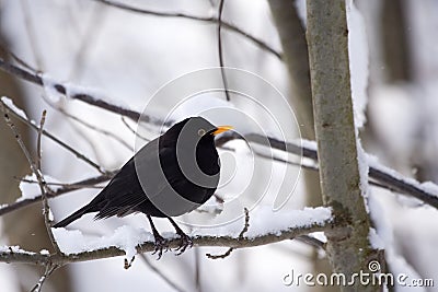 Male Common Blackbird (Turdus merula) Stock Photo