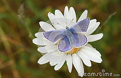 A stunning male Common Blue Butterfly Polyommatus icarus nectaring on a dog daisy flower Leucanthemum vulgare. Stock Photo
