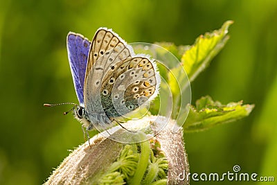 A male common blue butterfly with wings open Stock Photo