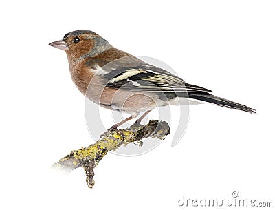 Male Common Chaffinch on a branch - Fringilla coelebs Stock Photo