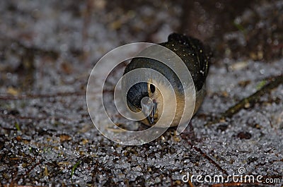 Male common chaffinch. Stock Photo