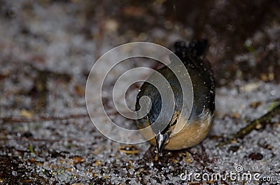 Male common chaffinch. Stock Photo