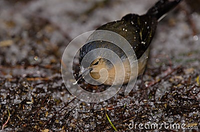 Male common chaffinch. Stock Photo