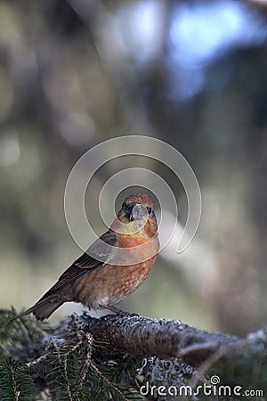 Male Common Crossbill (Loxia curvirostra) Stock Photo