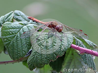 Male common darter on European raspberry leaf Stock Photo