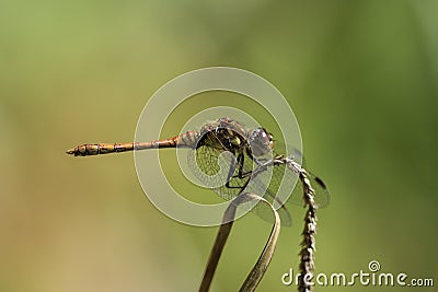 Male Common Darter (Sympetrum striolatum) dragonfly Stock Photo