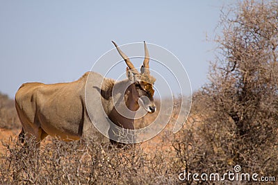 Male Common Eland - Taurotragus oryx Stock Photo