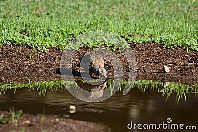 Male Common Flicker bird drinking from a puddle Stock Photo