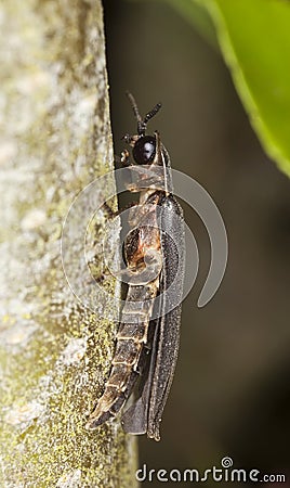 Male common glow-worm (Lampyris noctiluca) Stock Photo