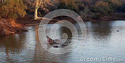 Male Common Hippopotamus displaying tusks in gaping mouth while in a lake in southern Africa Stock Photo