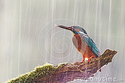 Male common kingfisher in heavy rain with sun shining from behind. Stock Photo