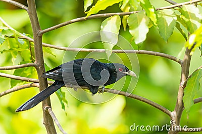 Male Common Koel(Asian Koel) bird Stock Photo