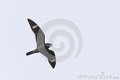 Male Common Nighthawk, Chordeiles minor, flying at dusk Stock Photo