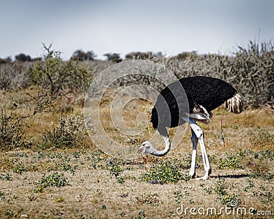 A male common ostrich eating, Etosha National Park, Namibia, Africa Stock Photo