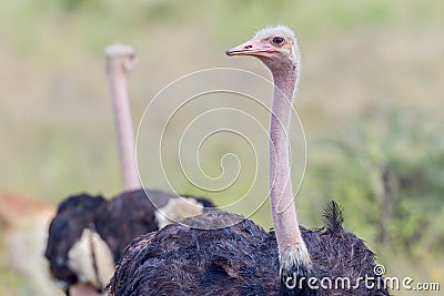 Male Common Ostrich - Mirrored Stock Photo