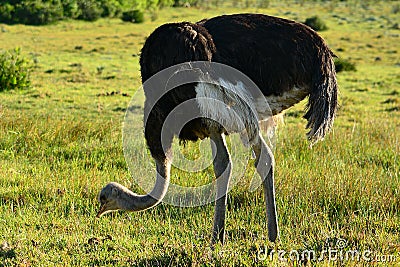 Male common ostrich pecking at grass Stock Photo