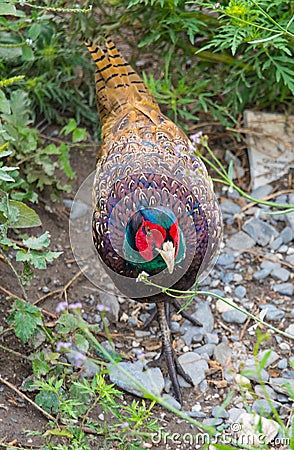 Male Common pheasant or Phasianus colchicus Stock Photo