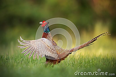 Male common pheasant, phasianus colchicus rooster showing off. Stock Photo