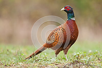 Male Common pheasant Stock Photo