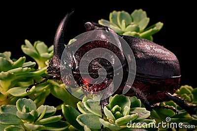 A male common rhinoceros beetle on a green plant oryctes nasicornis Stock Photo