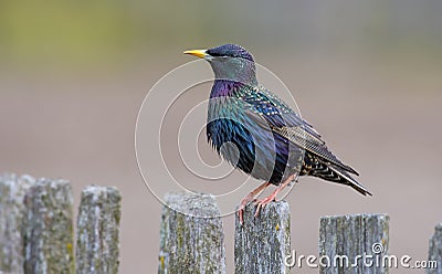 Male Common starling sits on old looking wooden garden fence Stock Photo