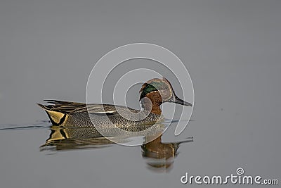 Male Common Teal or Eurasian Teal In Lake. Stock Photo