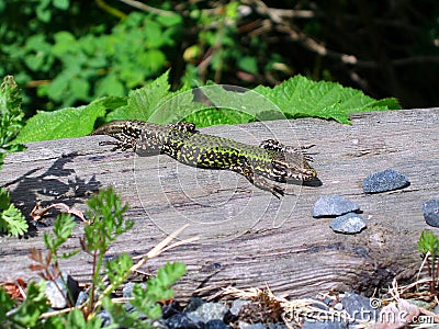 Male Common Wall Lizard, Podarcis muralis, in Sunny Spot on Wood Stock Photo