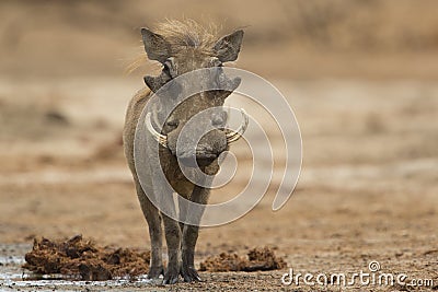 Male Common Warthog looking at camera Stock Photo