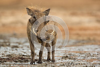 Male Common Warthog looking at camera Stock Photo