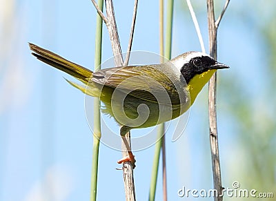 Male Common Yellowthroat - Geothlypis trichas Stock Photo