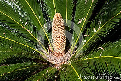 Male Cone Of Cycad Sago Palm Stock Photo