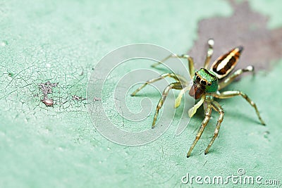 Male Cosmophasis umbratica jumping spider Stock Photo
