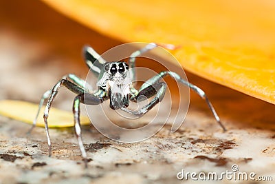 Male Cosmophasis umbratica jumping spider scratching its stormach Stock Photo