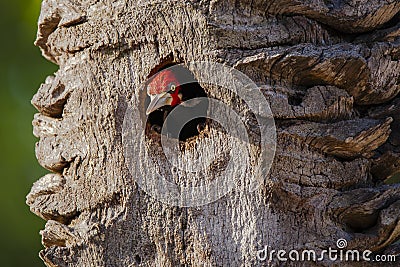 Male Crimson-Crested Woodpecker Peeking out of Tree Nest Stock Photo