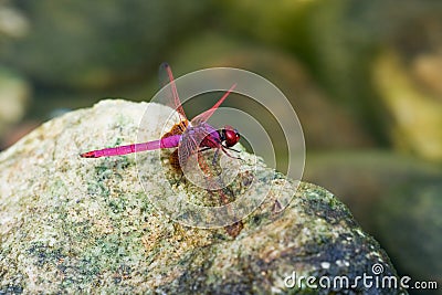 A male crimson dropwing dragonfly Stock Photo