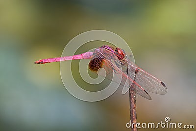 A male crimson dropwing dragonfly Stock Photo