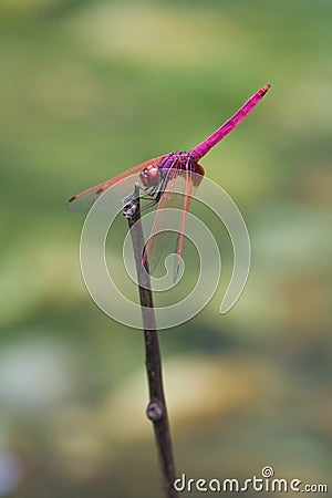 A male crimson dropwing dragonfly Stock Photo