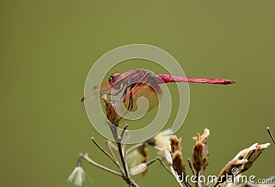 Male Crimson Marsh Glider (Trithemis aurora) Stock Photo