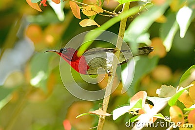 Male Crimson Sunbird (Aethopyga siparaja) Stock Photo