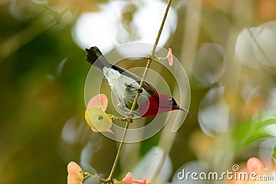 Male Crimson Sunbird (Aethopyga siparaja) Stock Photo