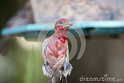 Male cross beak with feeder in background Stock Photo