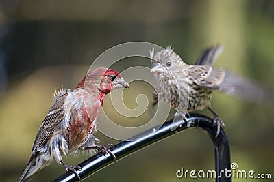 Male cross beak with young Stock Photo