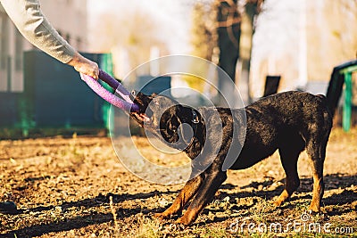 Male cynologist, cop dog training outdoor Stock Photo