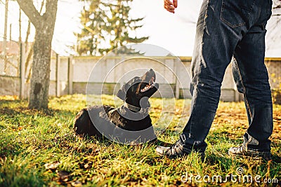 Male cynologist with service dog, training outside Stock Photo