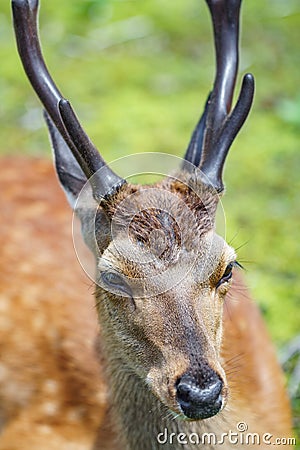 Male deer head and antler closeup Stock Photo