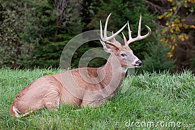 Male Deer Laying on the Grass Stock Photo