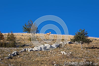 Male deer in the mountains Stock Photo