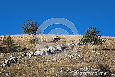 Male deer in the mountains Stock Photo